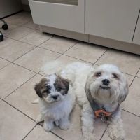Burl-Moor-Driben Animal Hospital, LLC ico