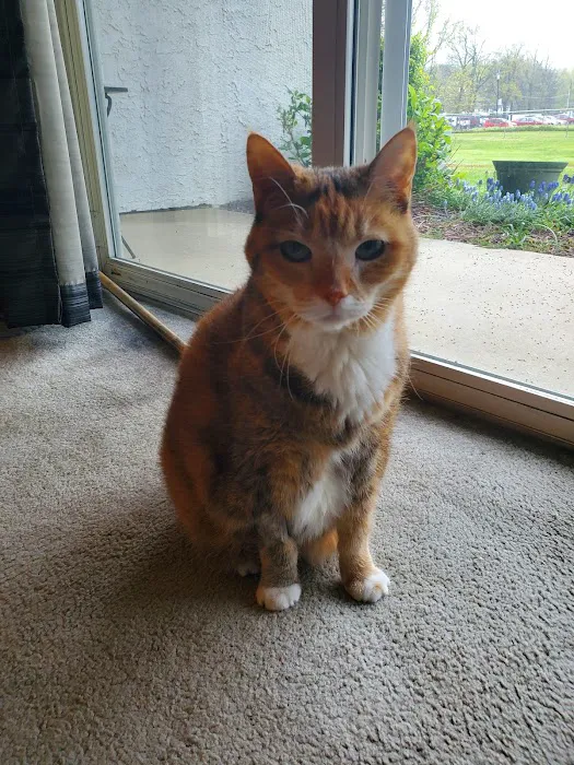 Burl-Moor-Driben Animal Hospital, LLC Picture 4
