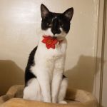 Pennpet Clinic
