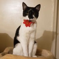 Pennpet Clinic ico