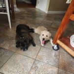 Tabernacle Animal Hospital