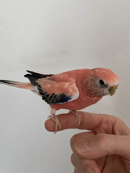Animal & Bird Health Care Center & Hospital Picture 1