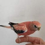 Animal & Bird Health Care Center & Hospital