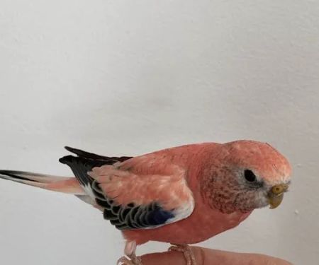 Animal & Bird Health Care Center & Hospital