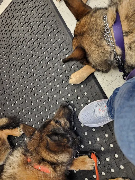 Animal Welfare Association Pet Clinic Picture 3