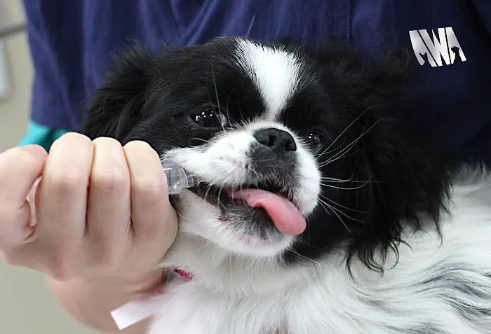 Animal Welfare Association Pet Clinic Picture 4
