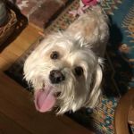 Haven Animal Health Services | Home of PetPT