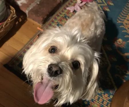 Haven Animal Health Services | Home of PetPT