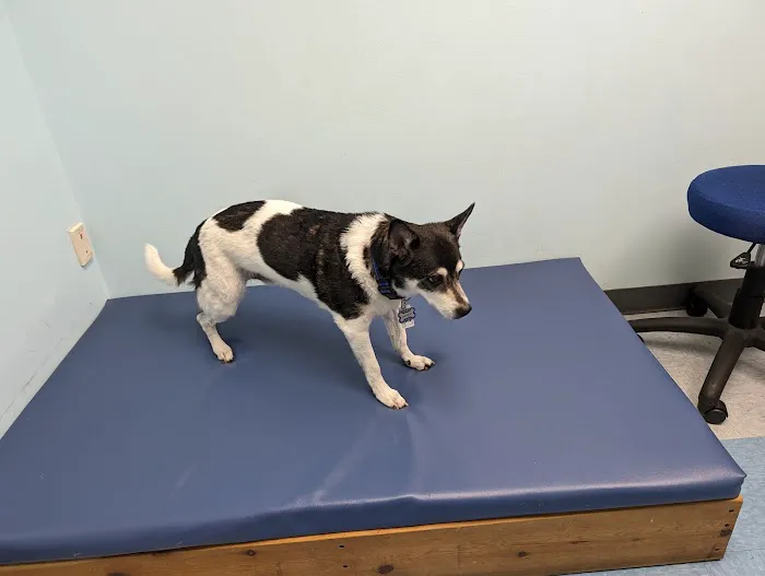Haven Animal Health Services | Home of PetPT Picture 6