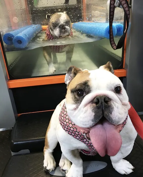 Haven Animal Health Services | Home of PetPT Picture 2