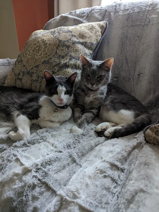 South Jersey Cat Clinic Picture 6