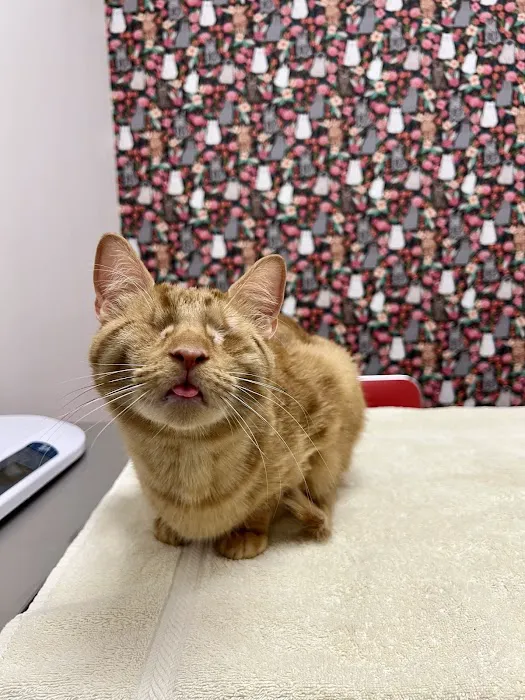 South Jersey Cat Clinic Picture 7