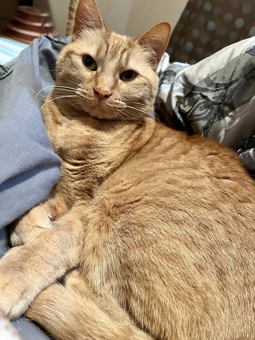 South Jersey Cat Clinic Picture 4