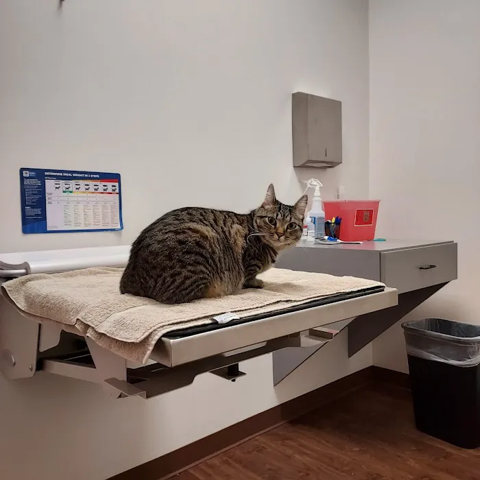 South Jersey Cat Clinic Picture 5