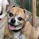 York Road Veterinary Hospital Inc.