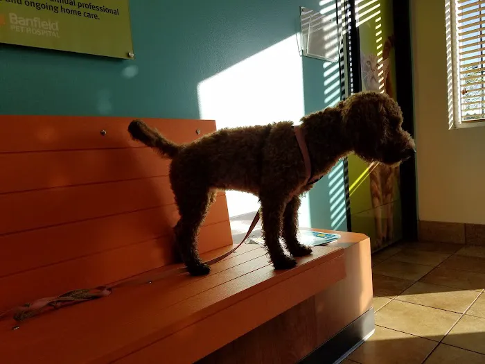 Banfield Pet Hospital Picture 7