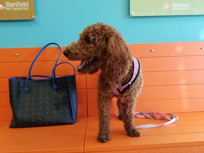 Banfield Pet Hospital Picture 5