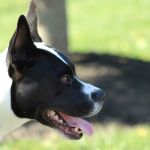 Banfield Pet Hospital