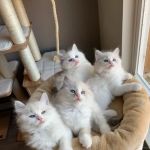 Fluffy Ragdoll Kitten