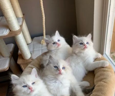 Fluffy Ragdoll Kitten