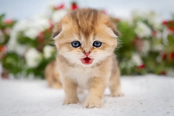 PurrfectlyFold Scottish Fold Cattery Picture 2