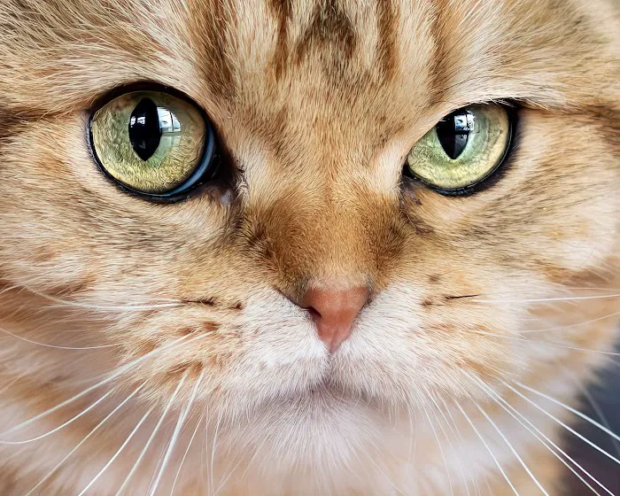 PurrfectlyFold Scottish Fold Cattery Picture 10