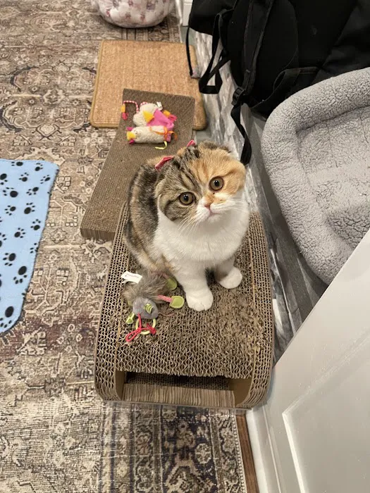 PurrfectlyFold Scottish Fold Cattery Picture 3