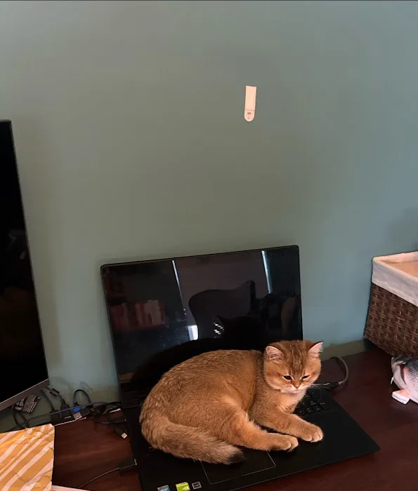 PurrfectlyFold Scottish Fold Cattery Picture 1