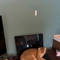 PurrfectlyFold Scottish Fold Cattery ico