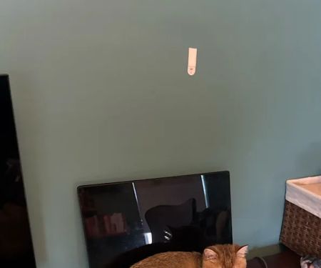 PurrfectlyFold Scottish Fold Cattery