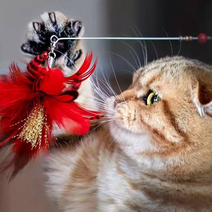 PurrfectlyFold Scottish Fold Cattery Picture 7