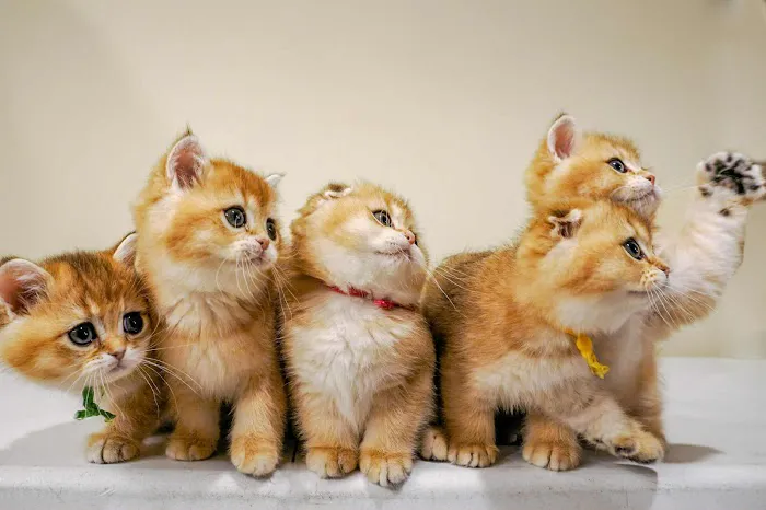 PurrfectlyFold Scottish Fold Cattery Picture 6