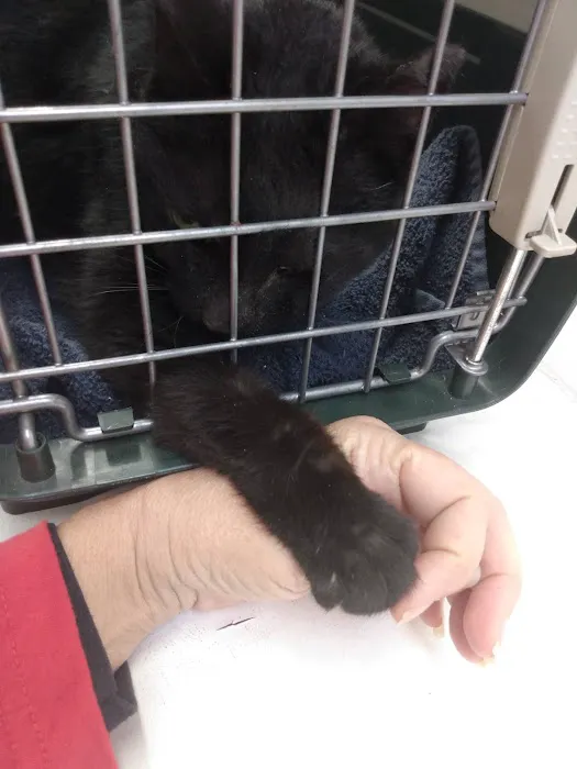 Animal Clinic of Warrington Picture 5