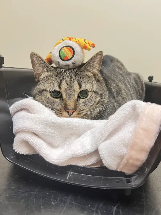Vetco Total Care Animal Hospital Picture 1
