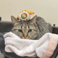 Vetco Total Care Animal Hospital ico