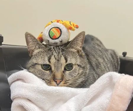 Vetco Total Care Animal Hospital