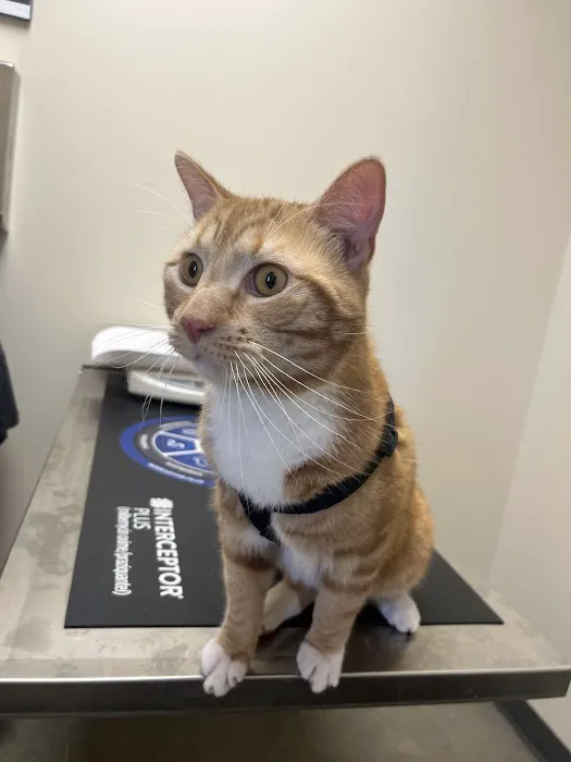 Vetco Total Care Animal Hospital Picture 4
