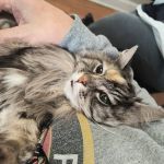 County Line Veterinary Hospital