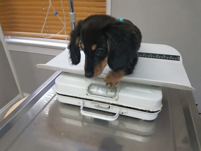 County Line Veterinary Hospital Picture 3