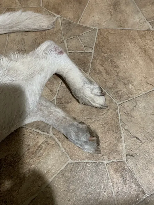 County Line Veterinary Hospital Picture 9