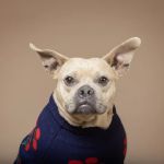Family Pet Clinic Horsham