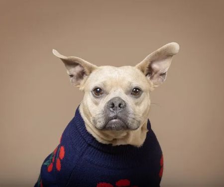 Family Pet Clinic Horsham