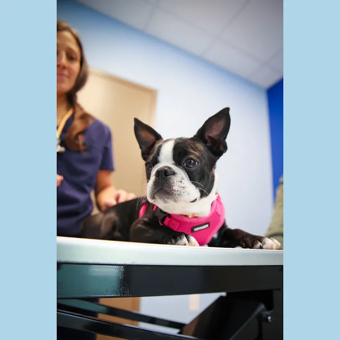 Family Pet Clinic Horsham Picture 7