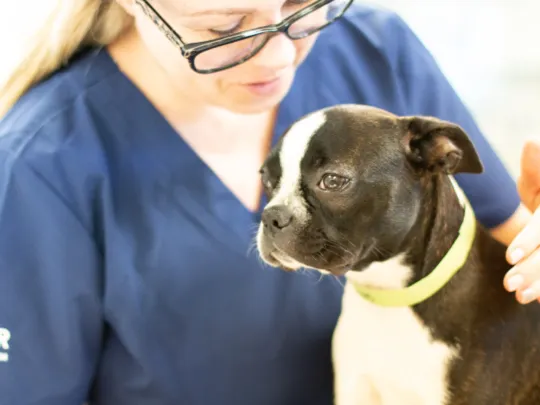 Family Pet Clinic Horsham Picture 10