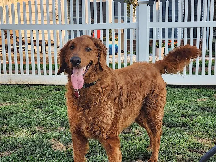 Petdoc Urgent Care Picture 3
