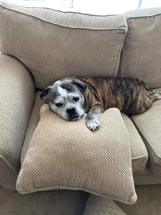 Petdoc Urgent Care Picture 1