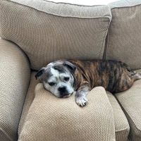 Petdoc Urgent Care ico