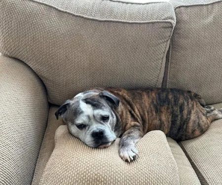 Petdoc Urgent Care