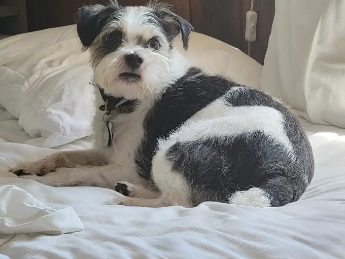 Petdoc Urgent Care Picture 2