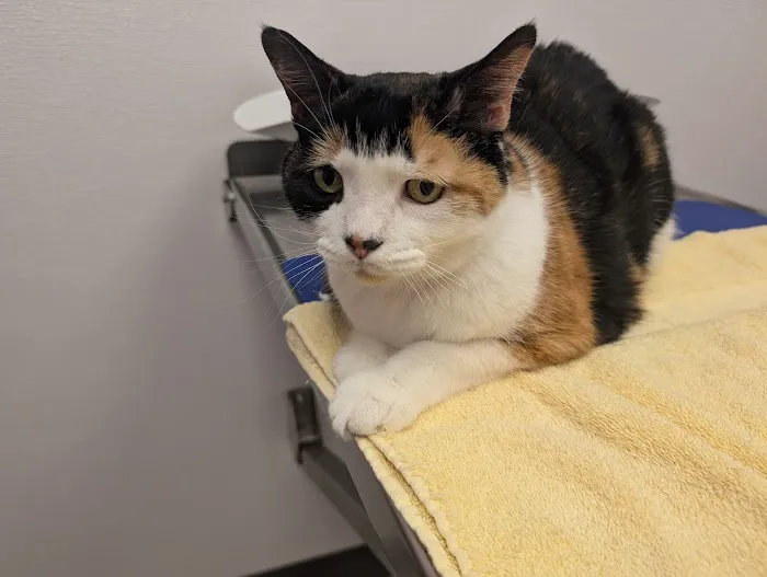 Creekview Veterinary Hospital Picture 1